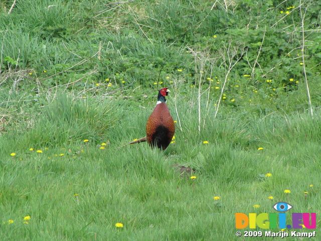 SX05273 Pheasant (Phasianus colchicus)